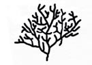 coral branch